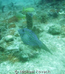 Scrawled Filefish on the Inside Reef at Lauderdale by the... by Michael Kovach 